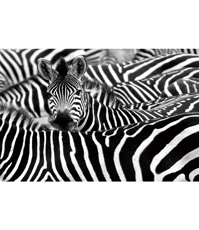 Glasschilderij - Zebra's