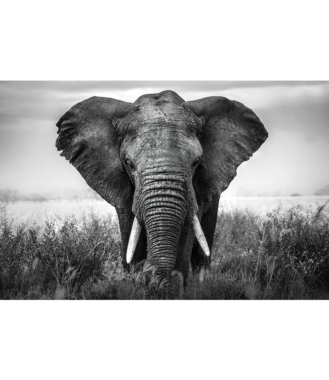 Glasschilderij - Afrikaanse olifant