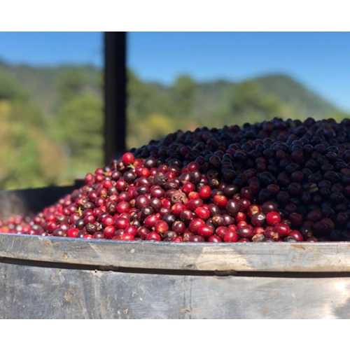 Dutch Barista Coffee Guatemala - Santa Ana honey Dutch Barista Coffee Guatemala - Santa Ana honey