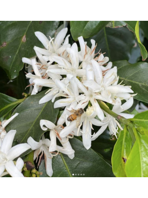 Dutch Barista Coffee Guatemala - Santa Ana Pacamara