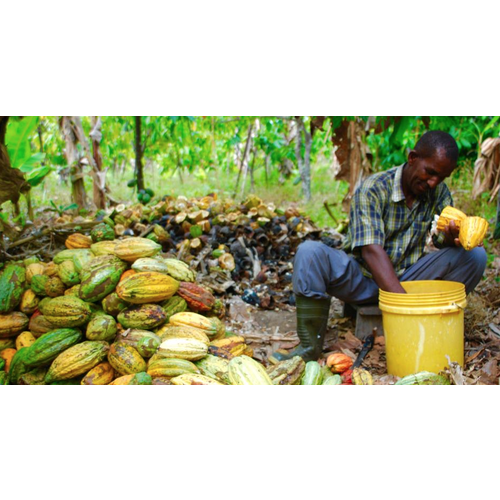 Tanzania Kokoa Kamili Tanzania Kokoa Kamili