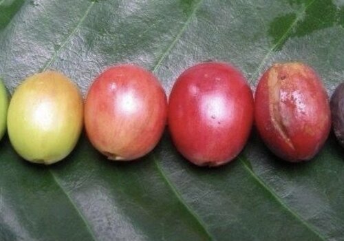 alle koffie