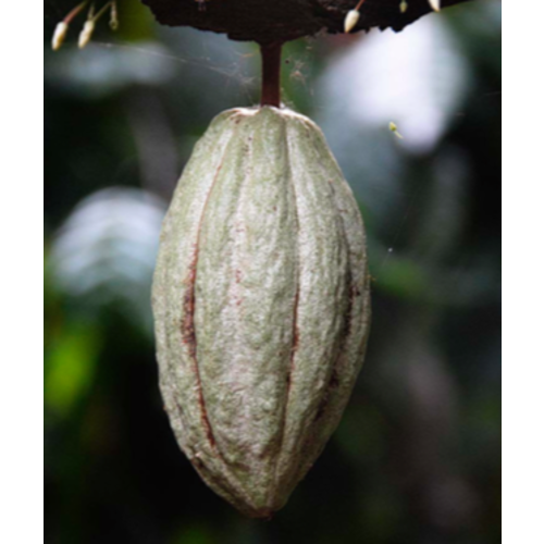 Madagascar - Ottange 90% Madagascar - Ottange 90%