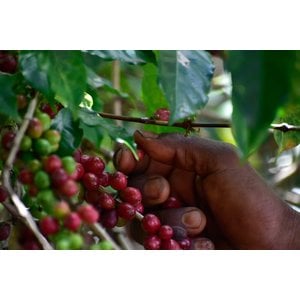 Dutch Barista Coffee Ethiopia - Chelbessa