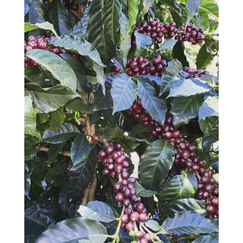 Dutch Barista Coffee Guatemala - Fernando's Maracaturra