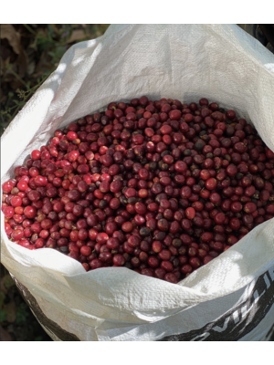 Dutch Barista Coffee Guatemala - Santa Ana rehydrated Pacamara