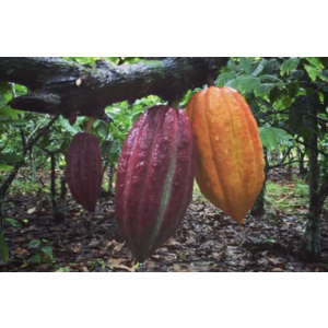 PremiumBlack Brazil -Fazenda Camboa 73%