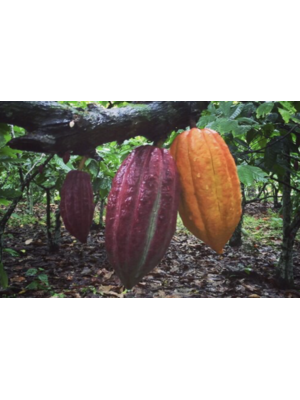 PremiumBlack Brazil -Fazenda Camboa 73%