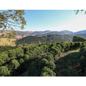 Dutch Barista Coffee Brazil - Fazenda Sertão