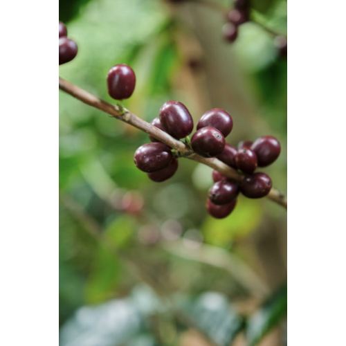 Dutch Barista Coffee Costa Rica - Finca Principe Azul Dutch Barista Coffee Costa Rica - Finca Principe Azul