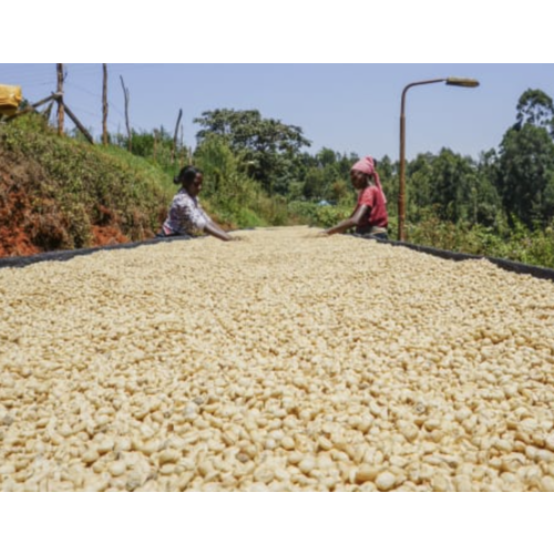 Dutch Barista Coffee Kenya - Thunguri AA Dutch Barista Coffee Kenya - Thunguri AA