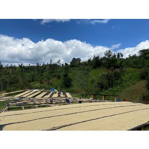Dutch Barista Coffee Rwanda - Gwiza