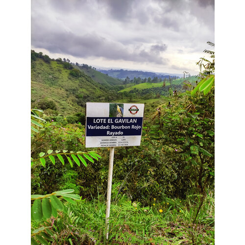Dutch Barista Coffee Colombia - Finca Juan Martin Dutch Barista Coffee Colombia - Finca Juan Martin