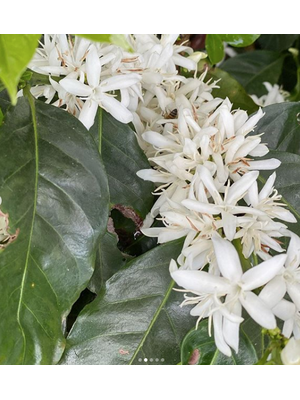 Dutch Barista Coffee Guatemala - Santa Ana Gesha