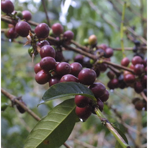Dutch Barista Coffee Ethiopia - Ayla