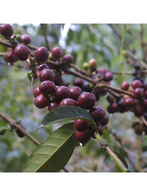Dutch Barista Coffee Ethiopia - Ayla