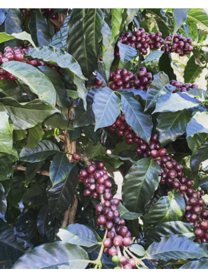 Dutch Barista Coffee Guatemala - Magic Maracaturra