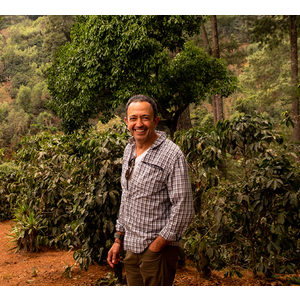 Dutch Barista Coffee Guatemala - Perfect Pacas