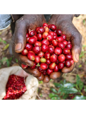 Dutch Barista Coffee Ethiopië - Nigat Seyoum