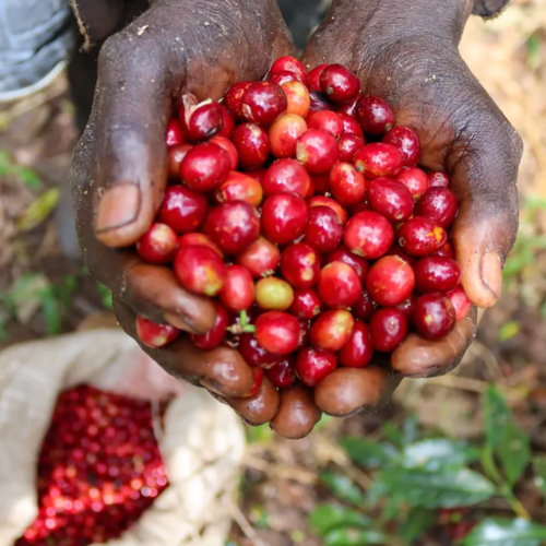 Dutch Barista Coffee Ethiopia - Nigat Seyoum Dutch Barista Coffee Ethiopia - Nigat Seyoum