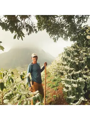 Dutch Barista Coffee Brazil - Jesus Euzébio Lopes