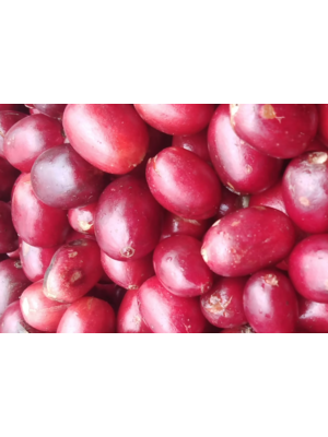 Dutch Barista Coffee Nicaragua - blueberry jelly nano-lot