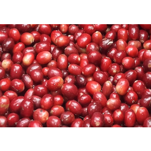 Dutch Barista Coffee Nicaragua - The Brix Breaker