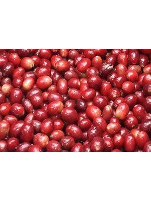 Dutch Barista Coffee Nicaragua - The Brix Breaker