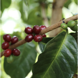 Dutch Barista Coffee Colombia - La Esperanza's Garden