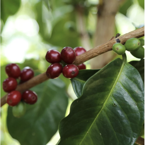 Dutch Barista Coffee Colombia - La Esperanza's Garden