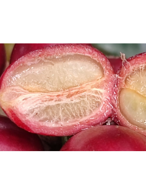 Dutch Barista Coffee Nicaragua - Massive Maragogype