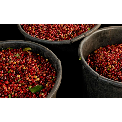 Dutch Barista Coffee Costa Rica - Hacienda Sonora