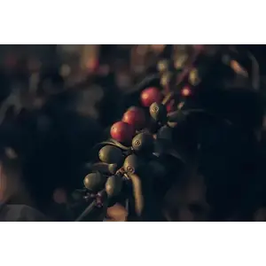 Dutch Barista Coffee Mexico - Naxó Loxa