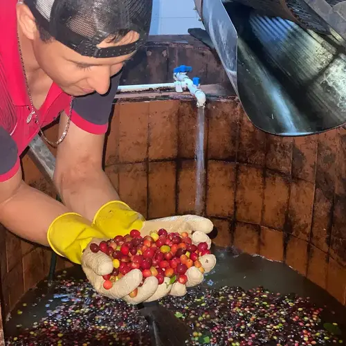 Dutch Barista Coffee Diego Horta - processing box