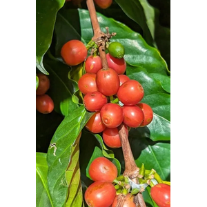 Dutch Barista Coffee Guatemala -Santa Ana's Anaranjado