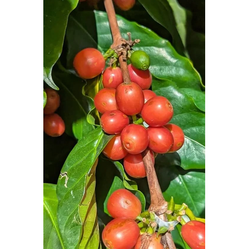 Dutch Barista Coffee Guatemala -Santa Ana's Anaranjado