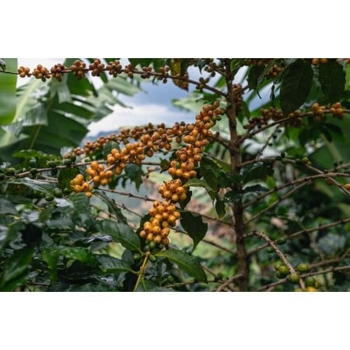 Dutch Barista Coffee Brazil - Serra Negra