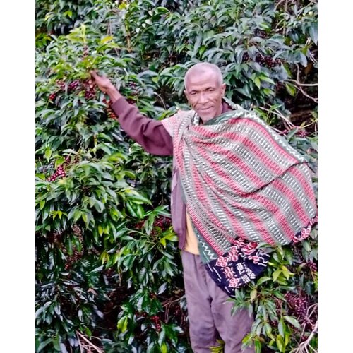 Dutch Barista Coffee Ethiopia - Ocholo Bedecho