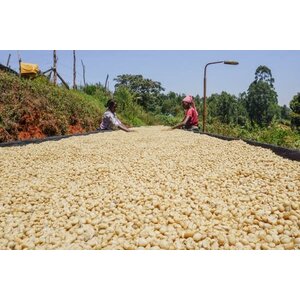 Dutch Barista Coffee Kenya - Gachatha