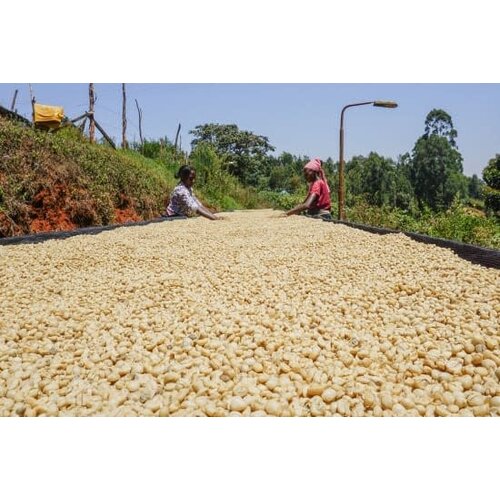 Dutch Barista Coffee Kenya - Gachatha