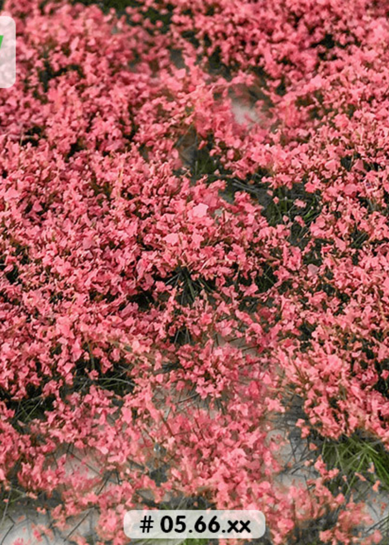 Lars op 't Hof Scenery 05.66 Bloemen roze 15 x 21 cm