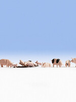 NOCH NOCH 15712 Schweine H0