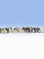 NOCH NOCH 16049 Mega-Spar-Set Dieren H0