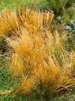 FALLER FALLER 170715 RIET BEIGE GEKLEURDE RIETBUNDEL 80 MM