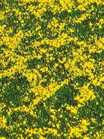 FALLER FALLER 180463 PREMIUM LANDSCHAPS-SEGMENT KOOLZAADVELD