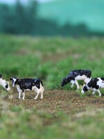 Van Petegem Scenery NVPS 201 Woldwide Holstein Zwartbont 5 stuks