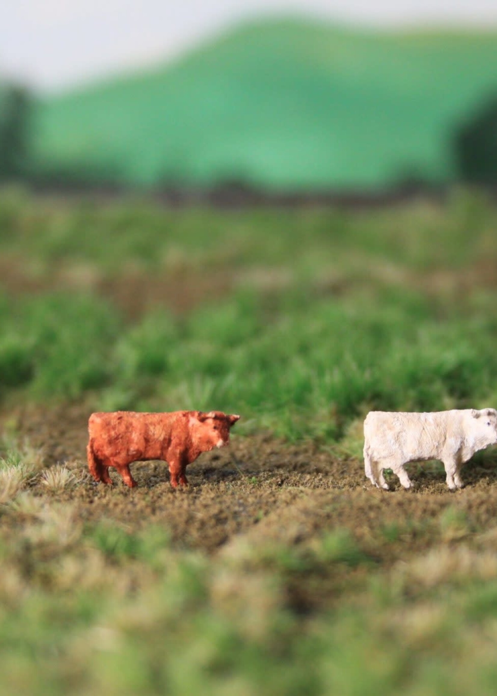 Van Petegem Scenery NVPS103 Schotse Hooglander creme en bruin: 2 stuks