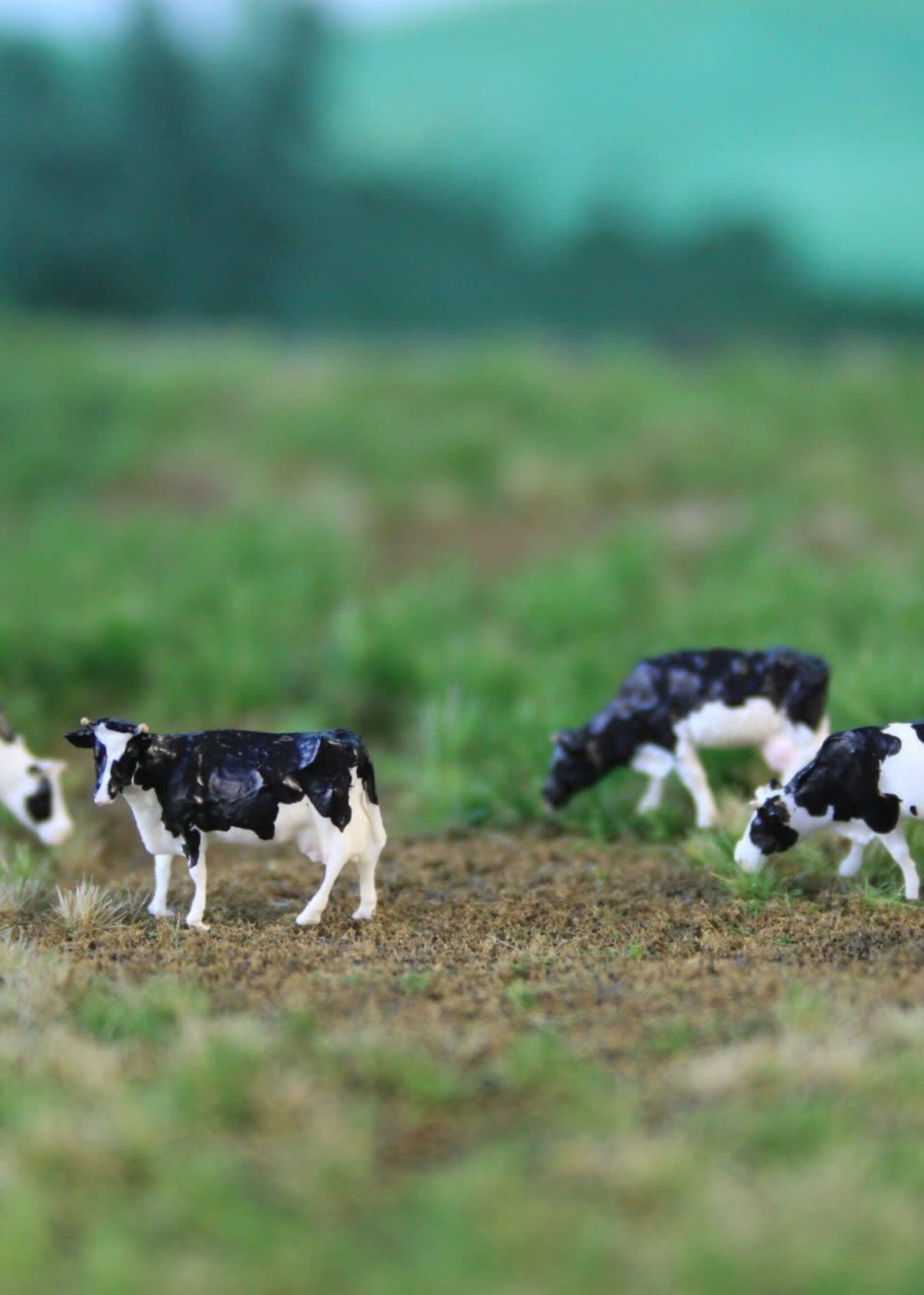 Van Petegem Scenery NVPS 201 Woldwide Holstein Zwartbont 5 stuks