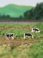 Van Petegem Scenery NVPS 206 NL Witrik zwart en roodbont 5 stuks