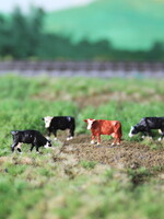 Van Petegem Scenery NVPS 203 NL Groninger Blaarkop 5 stuks